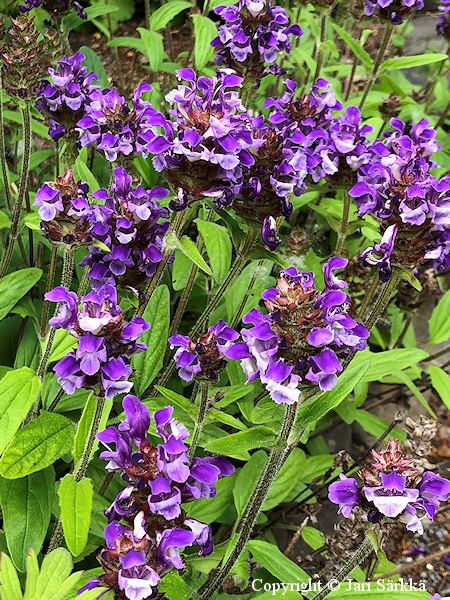 Prunella grandiflora, isoniittyhumala